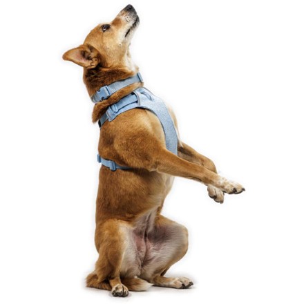 Ruffwear Front Range Flex Harness 4