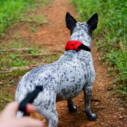 Nite Ize RadDog All-In-One Collar and Leash 10