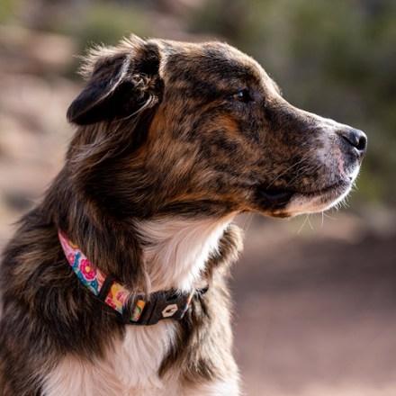 PackLeader Dog Collar