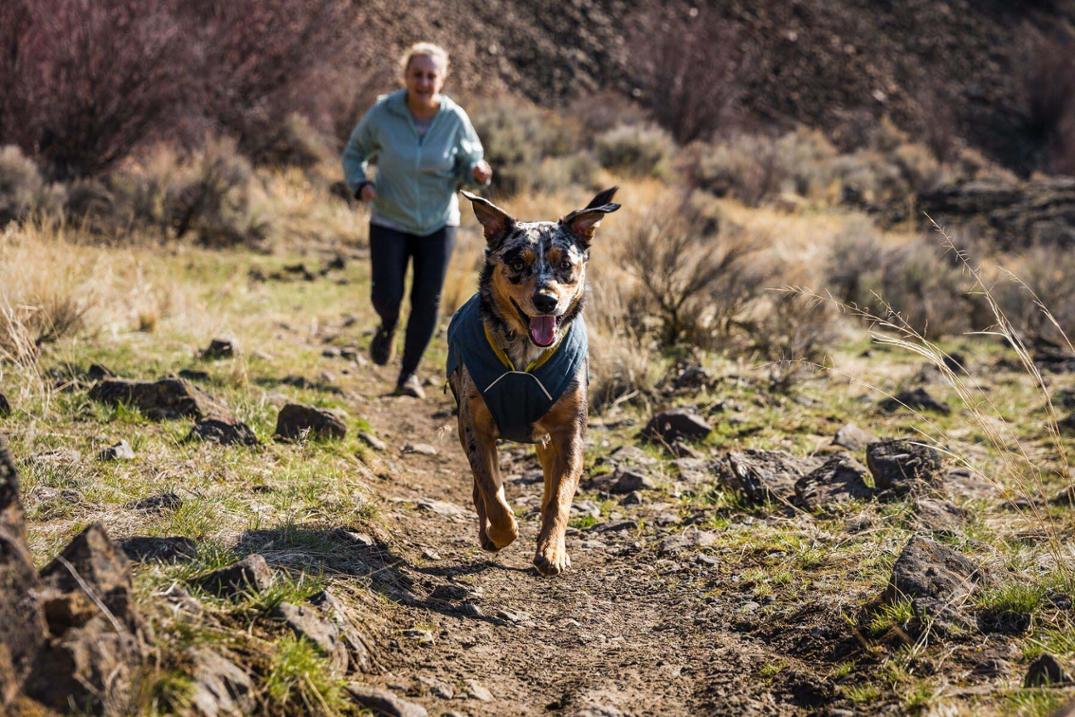 Location Image for Stumptown Dog Jacket