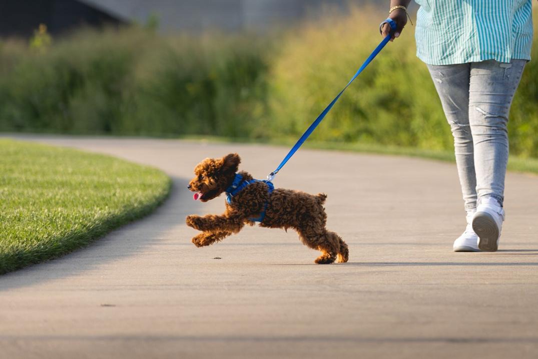 Location Image for Front Range Leash