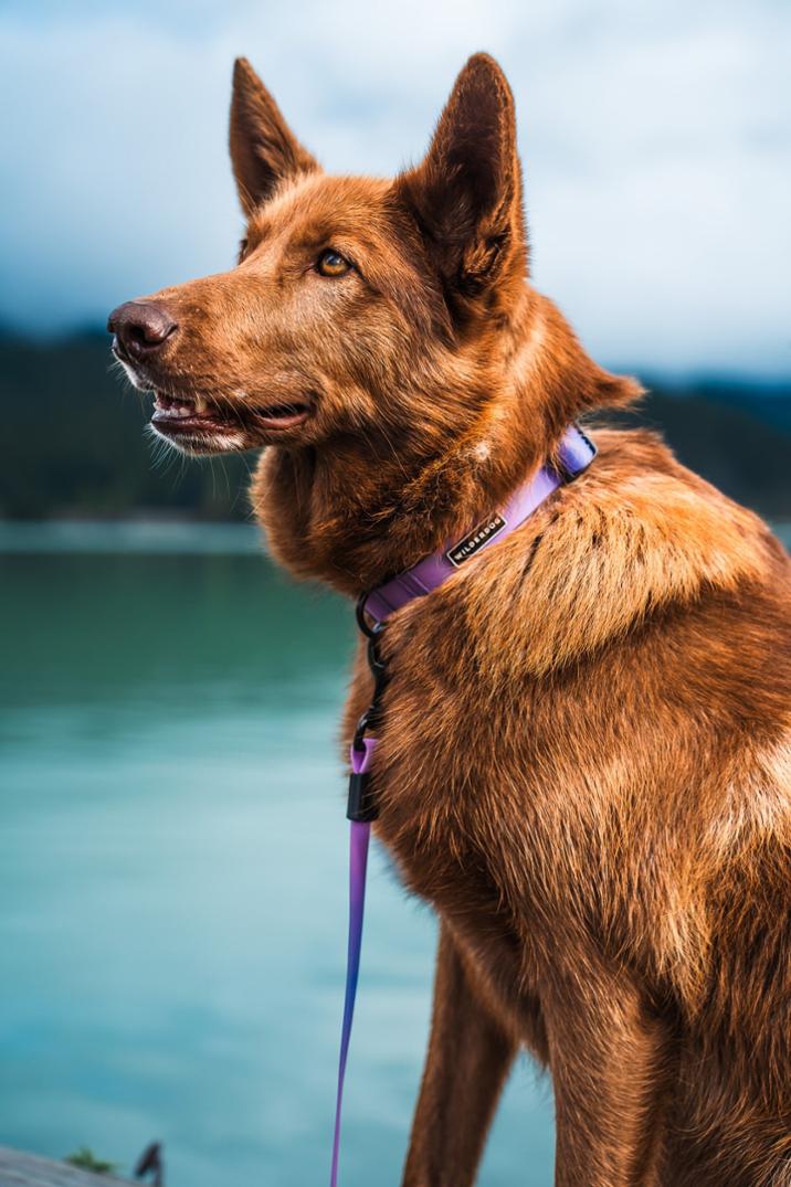 Location Image for Waterproof Collar