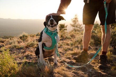 Ruffwear Front Range Dog Harness 10