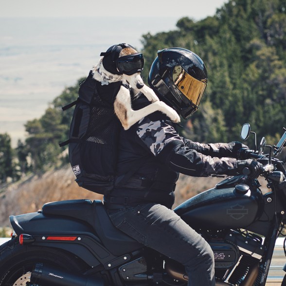 Location Image for Ear Pro for Dogs