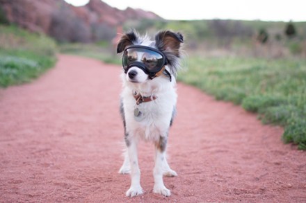 Location Image for V2 Dog Goggles
