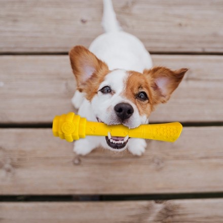 Project Hive Pet Company Hive Fetch Stick 1