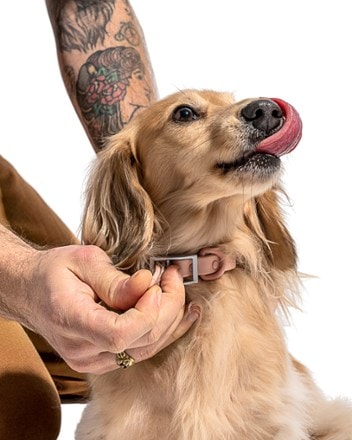 Rei dog sales collar