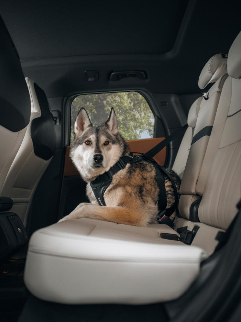 Location Image for Cappy Dog Harness - L