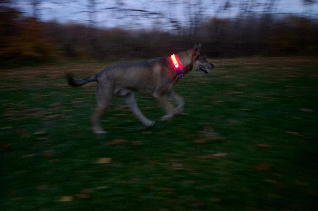 Location Image for NiteDog Disc-O Select Rechargeable LED Collar Cover