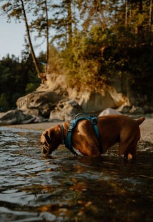 Wilderdog Dog Harness 6