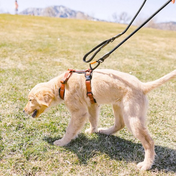 Location Image for Mountain Rope Dog Leash