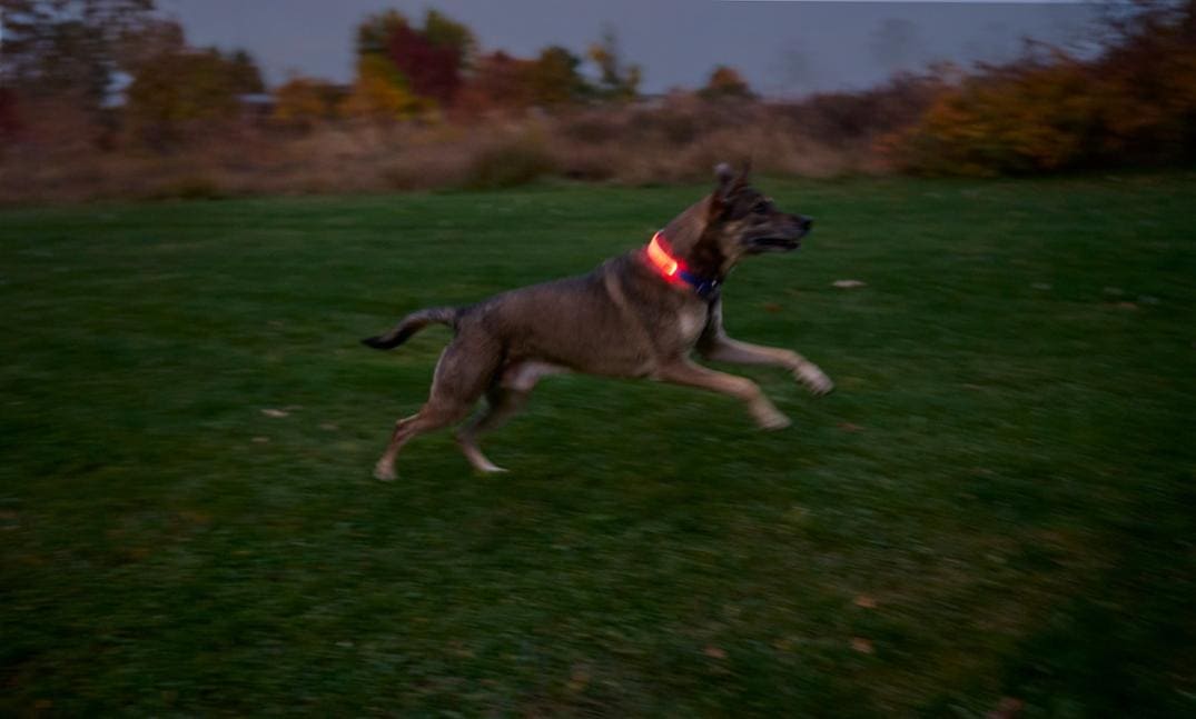 Location Image for NiteDog Disc-O Select Rechargeable LED Collar Cover