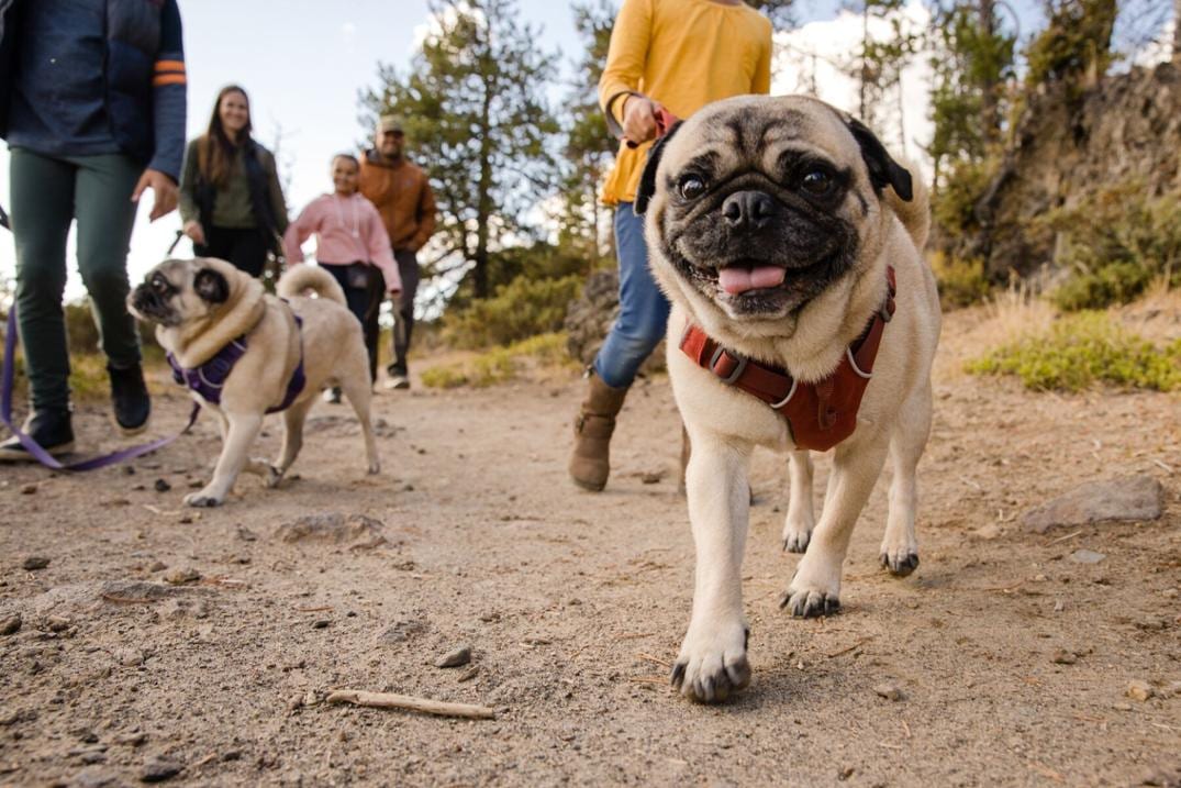 Location Image for Front Range Dog Harness