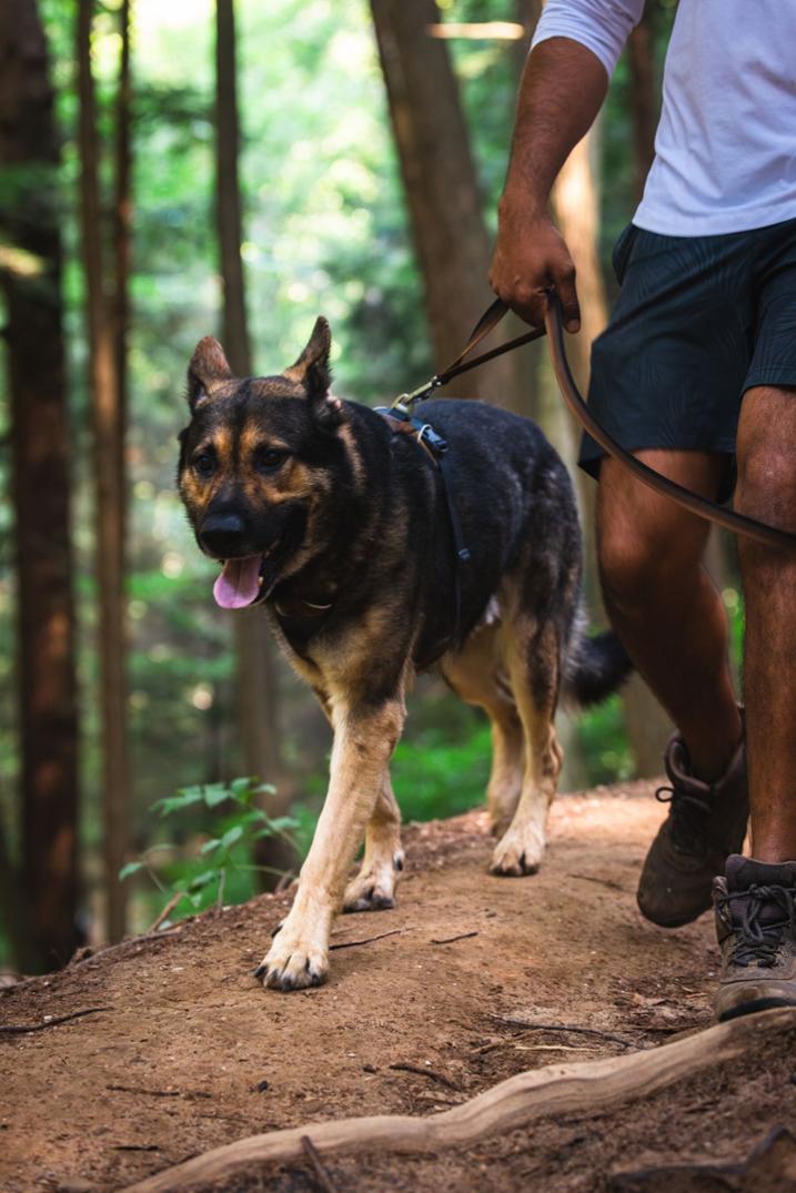 Location Image for Front Range Leash