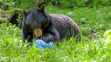 BearVault BV475 Trek Bear Canister 5