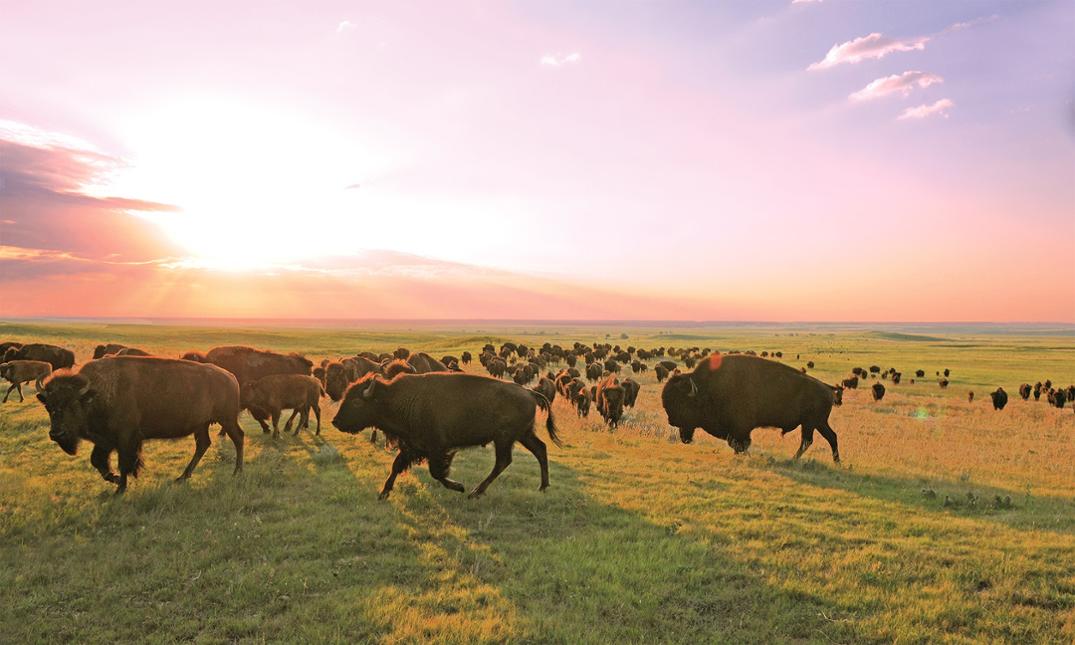 Location Image for Grass-Fed and Finished Bison Stick