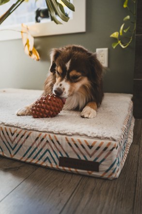 Location Image for The Conifur Enrichment Toy