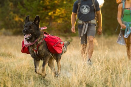 rei dog backpack
