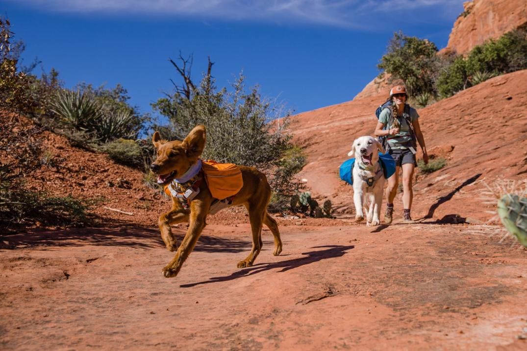 Location Image for Approach Dog Pack