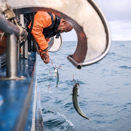 Patagonia Mackerel 6