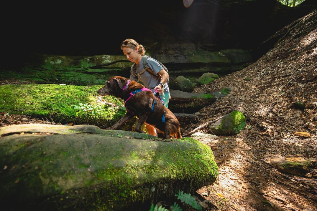 Location Image for Flagline Dog Harness