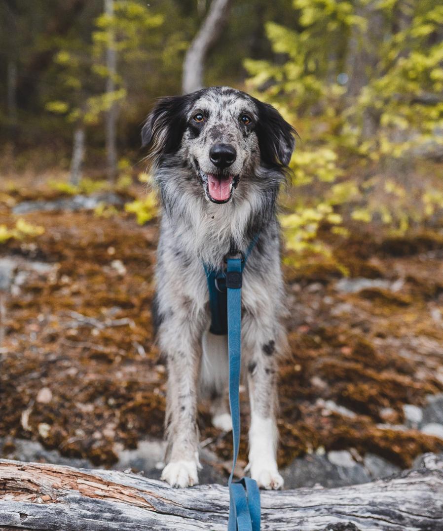 Location Image for Waterproof Leash