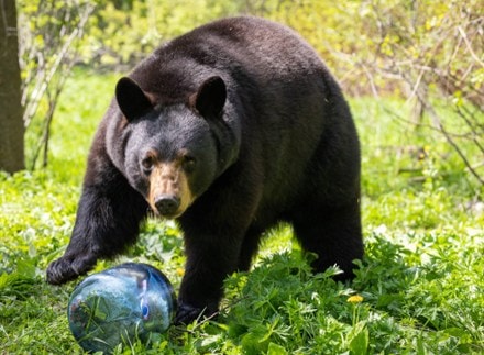 BearVault BV450 Jaunt Bear Canister 8