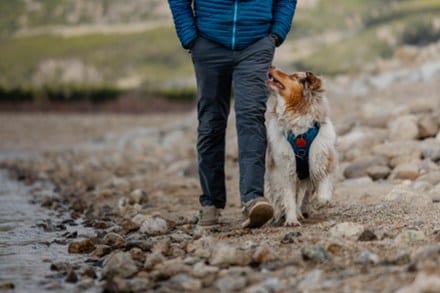 Wilderdog Dog Harness 4