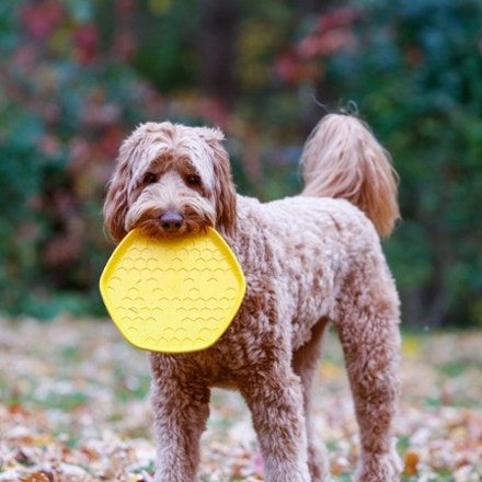 Project Hive Pet Company Hive Disc & Lick Mat Dog Toy 4