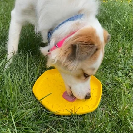 Project Hive Pet Company Hive Disc & Lick Mat Dog Toy 3