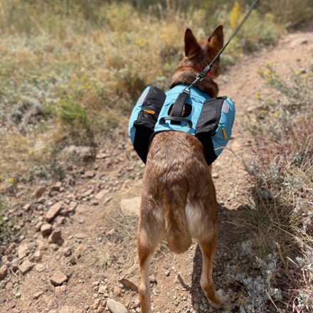 OllyDog Rover Dog Pack 10