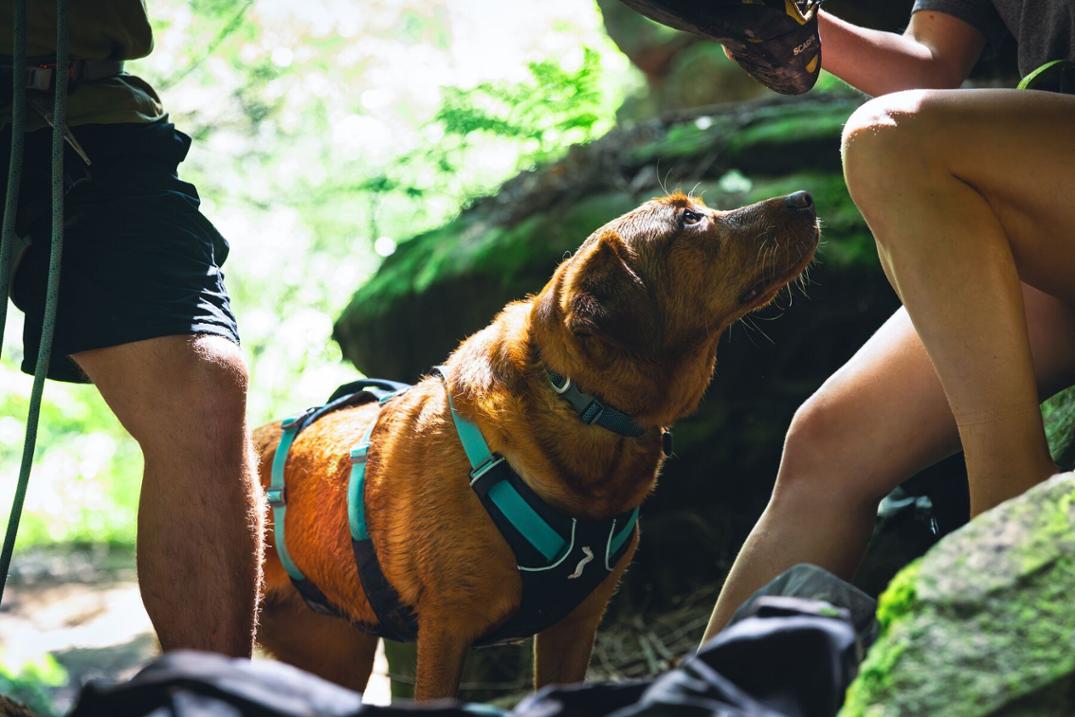 Location Image for Flagline Dog Harness