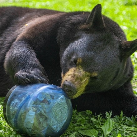 BearVault BV450 Jaunt Bear Canister 9