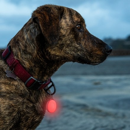 Nite Ize SpotLit Splash Waterproof Rechargeable Collar Light - Disc-O Tech 8