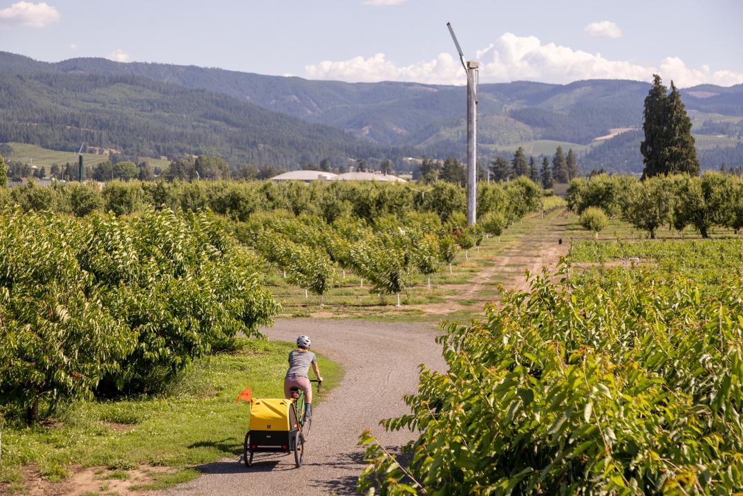 Location Image for Bee Bike Trailer - Double