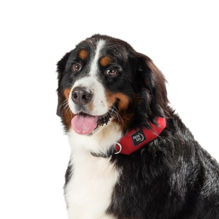 Nite Ize RadDog All-In-One Collar and Leash 8