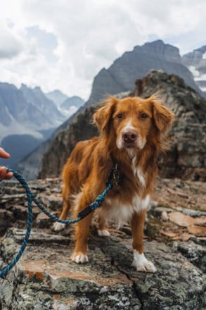 Location Image for Rope Reflective Leash