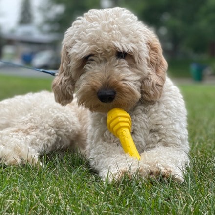 Project Hive Pet Company Hive Fetch Stick 3