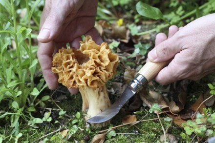 Opinel No. 8 Mushroom Knife 1
