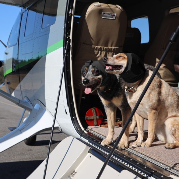 Location Image for Ear Pro for Dogs