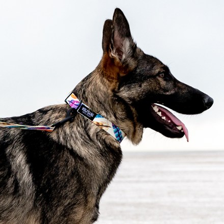 Gifts for the Pet REI Co op
