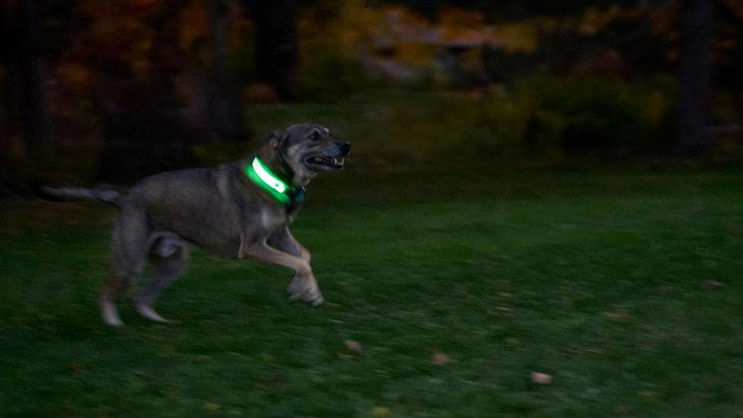 Location Image for NiteDog Disc-O Select Rechargeable LED Collar Cover
