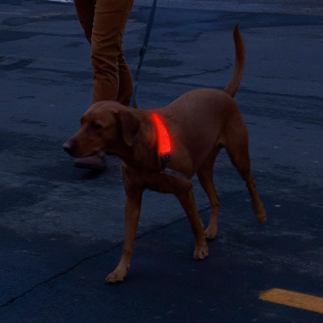 Location Image for NiteDog Disc-O Select Rechargeable LED Collar Cover