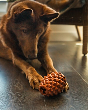 Location Image for The Conifur Enrichment Toy