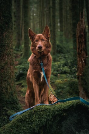 Location Image for Waterproof Leash