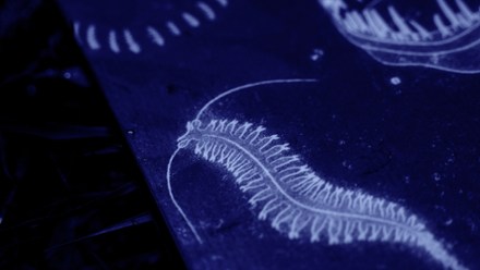 NICHE Wraith Snowboard 4