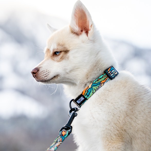 Location Image for WildWolf Collar