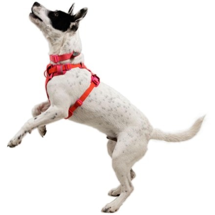 Ruffwear Front Range Flex Harness 5