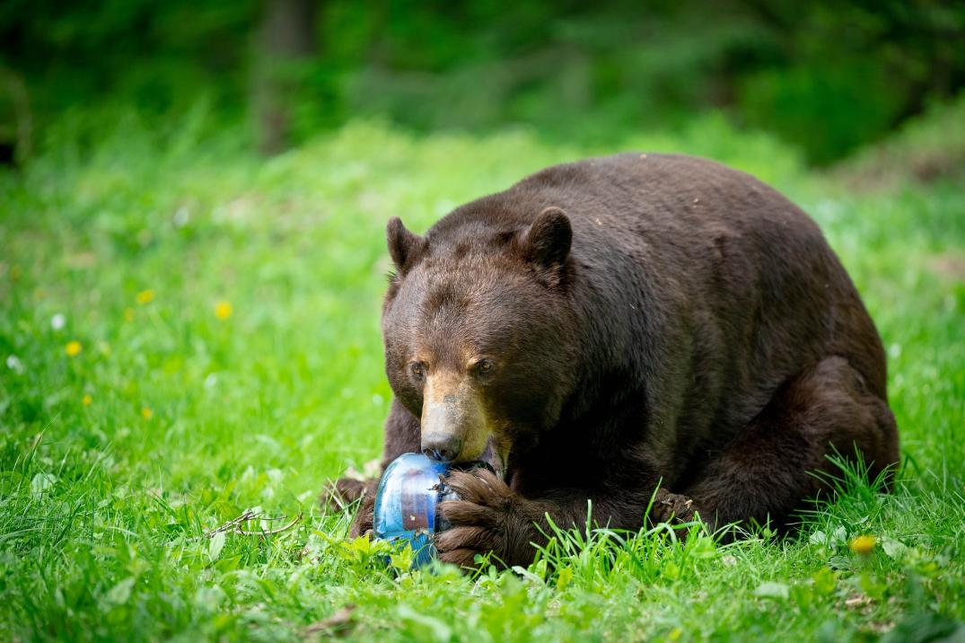 Location Image for BV425 Sprint Bear Canister