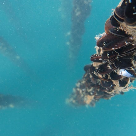 Patagonia Provisions Mussels 5